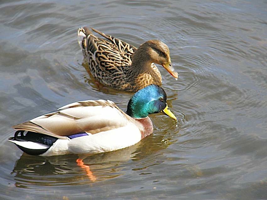 canard-colvert-anas-plastyrhinchos.jpg